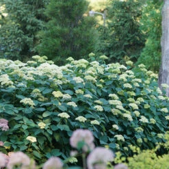 Lime Rickey® Smooth Hydrangea -Great Garden Plants Sales Store hydrangea arborescens lime rickey 4