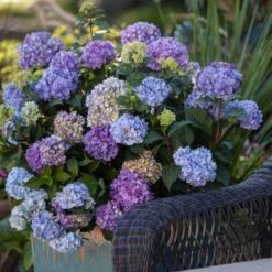 Endless Summer® BloomStruck® Bigleaf Hydrangea -Great Garden Plants Sales Store hydrangea bloomstruck endless summer 21 sw