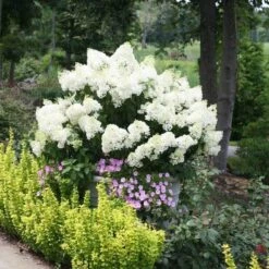 Great Garden Plants Sales Store -Great Garden Plants Sales Store hydrangea bobo 1 sw
