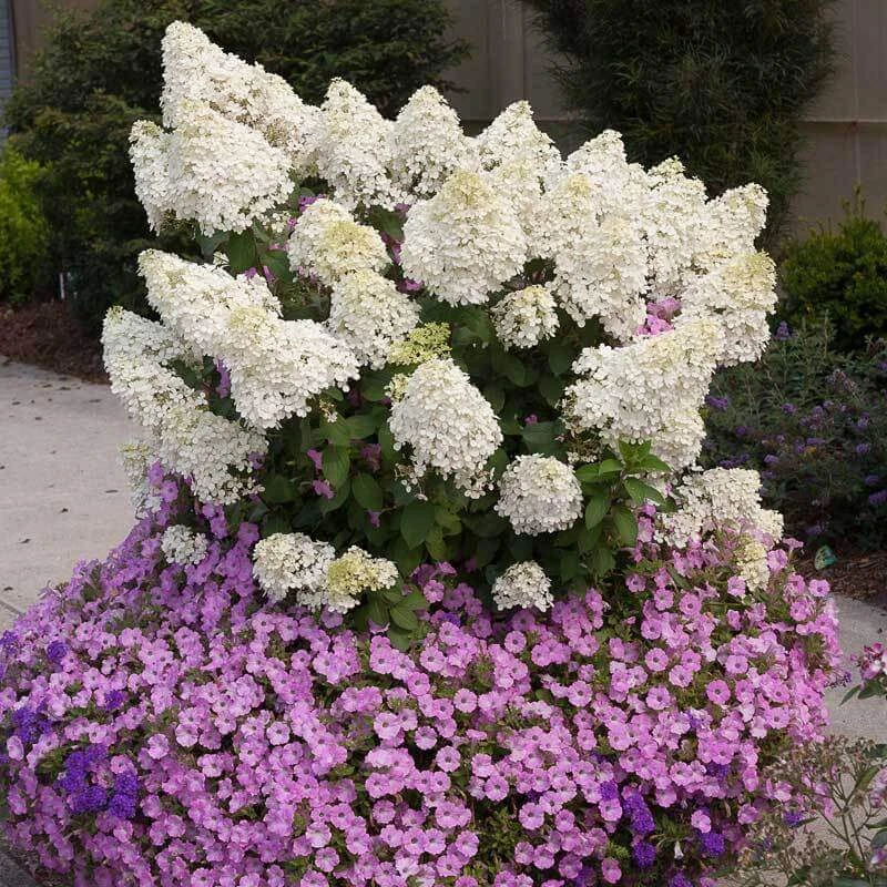 Bobo® Panicle Hydrangea 3 Bobo® Panicle Hydrangea - Image 3