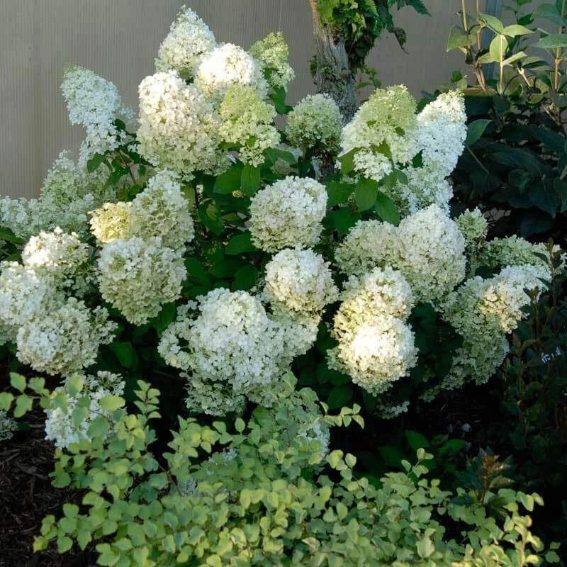Bobo® Panicle Hydrangea 4 Bobo® Panicle Hydrangea - Image 4