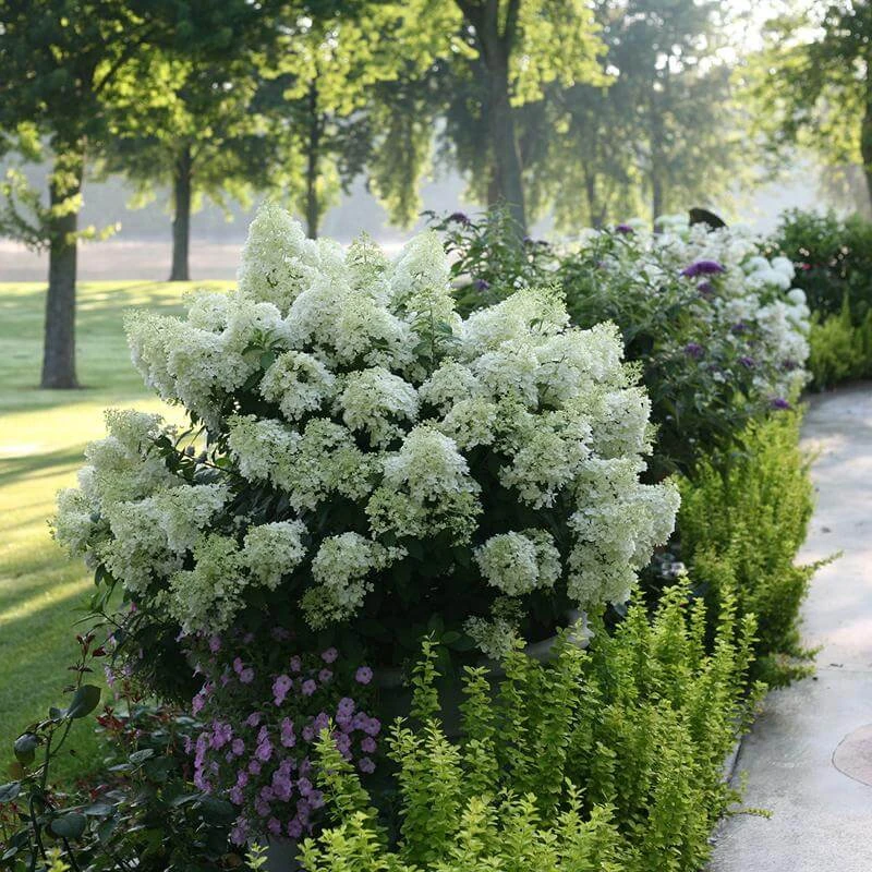 Bobo® Panicle Hydrangea 1 Bobo® Panicle Hydrangea
