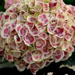 Cityline® Mars Bigleaf Hydrangea -Great Garden Plants Sales Store hydrangea cityline mars 3 sw