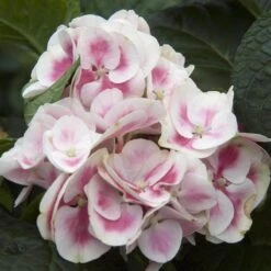 Cityline® Mars Bigleaf Hydrangea -Great Garden Plants Sales Store hydrangea cityline mars 4 sw
