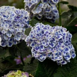 Cityline® Mars Bigleaf Hydrangea -Great Garden Plants Sales Store hydrangea cityline mars 5 sw