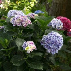 Cityline® Mars Bigleaf Hydrangea -Great Garden Plants Sales Store hydrangea cityline mars 6 sw