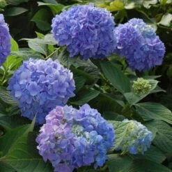 Endless Summer® Bigleaf Hydrangea 17 Endless Summer® Bigleaf Hydrangea -Great Garden Plants Sales Store hydrangea endless summer 2 sw
