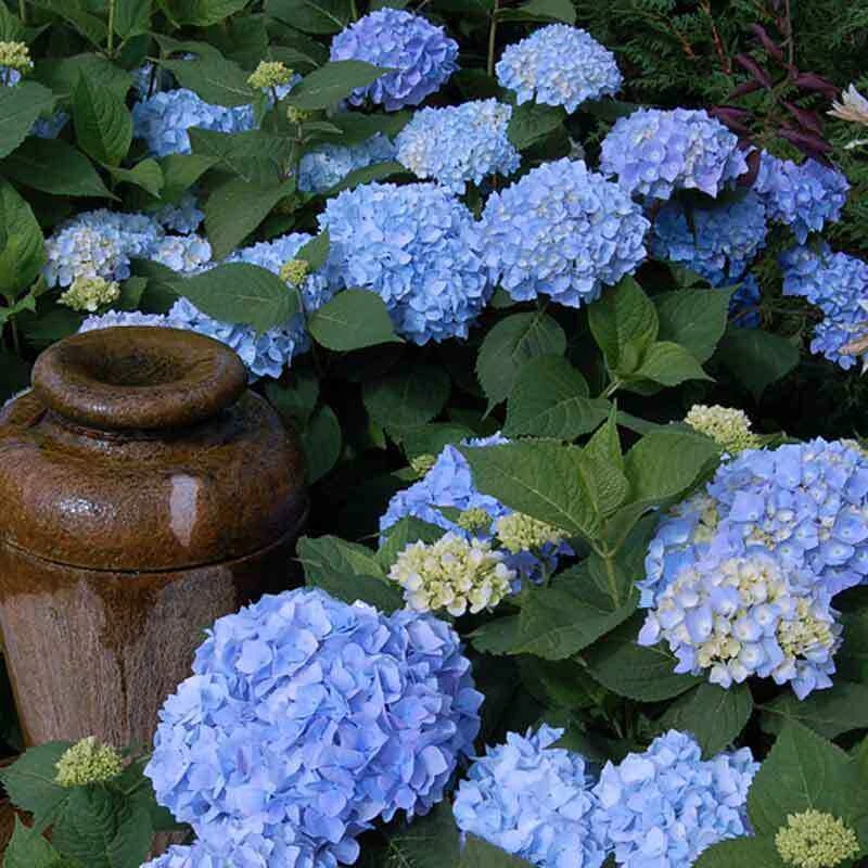 Endless Summer® Bigleaf Hydrangea 5 Endless Summer® Bigleaf Hydrangea - Image 5