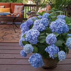 Endless Summer® Bigleaf Hydrangea 13 Endless Summer® Bigleaf Hydrangea -Great Garden Plants Sales Store hydrangea endless summer 24 sw