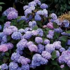 Endless Summer® Bigleaf Hydrangea 15 Endless Summer® Bigleaf Hydrangea -Great Garden Plants Sales Store hydrangea endless summer 25 sw