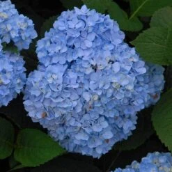 Endless Summer® Bigleaf Hydrangea 12 Endless Summer® Bigleaf Hydrangea -Great Garden Plants Sales Store hydrangea endless summer 5 sw