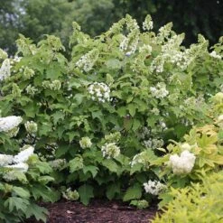Gatsby Star® Oakleaf Hydrangea -Great Garden Plants Sales Store hydrangea gatsby star 3 sw