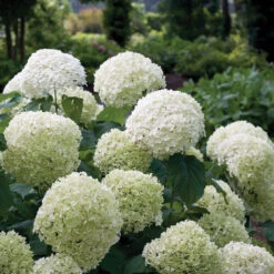 Incrediball® Smooth Hydrangea -Great Garden Plants Sales Store hydrangea incrediball 1