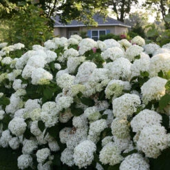 Incrediball® Smooth Hydrangea -Great Garden Plants Sales Store hydrangea incrediball 7