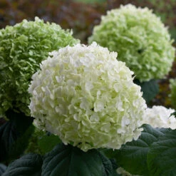 Incrediball® Smooth Hydrangea -Great Garden Plants Sales Store hydrangea incrediball 8