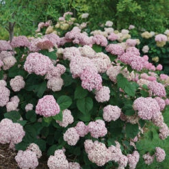 Incrediball® Blush Smooth Hydrangea 8 Incrediball® Blush Smooth Hydrangea -Great Garden Plants Sales Store hydrangea incrediball blush 3
