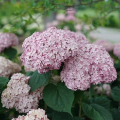 Incrediball® Blush Smooth Hydrangea 9 Incrediball® Blush Smooth Hydrangea -Great Garden Plants Sales Store hydrangea incrediball blush 4