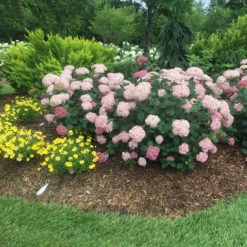 Incrediball® Blush Smooth Hydrangea 10 Incrediball® Blush Smooth Hydrangea -Great Garden Plants Sales Store hydrangea incrediball blush 5