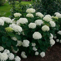 Invincibelle Limetta® Smooth Hydrangea 10 Invincibelle Limetta® Smooth Hydrangea -Great Garden Plants Sales Store hydrangea invincibelle limetta 2