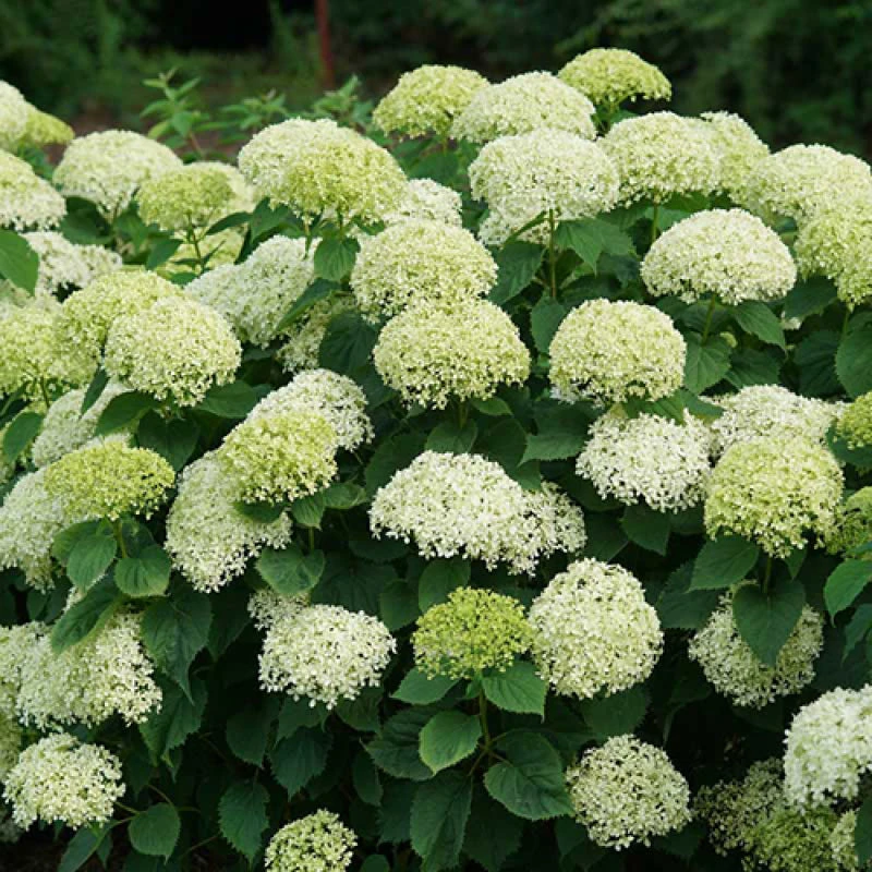 Invincibelle Limetta® Smooth Hydrangea 2 Invincibelle Limetta® Smooth Hydrangea - Image 2
