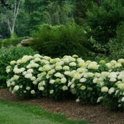 Invincibelle Limetta® Smooth Hydrangea 11 Invincibelle Limetta® Smooth Hydrangea -Great Garden Plants Sales Store hydrangea invincibelle limetta 4