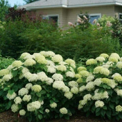 Invincibelle Limetta® Smooth Hydrangea 12 Invincibelle Limetta® Smooth Hydrangea -Great Garden Plants Sales Store hydrangea invincibelle limetta 5