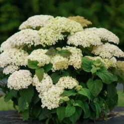 Invincibelle Limetta® Smooth Hydrangea 13 Invincibelle Limetta® Smooth Hydrangea -Great Garden Plants Sales Store hydrangea invincibelle limetta 6