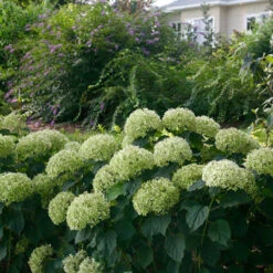 Invincibelle Limetta® Smooth Hydrangea 14 Invincibelle Limetta® Smooth Hydrangea -Great Garden Plants Sales Store hydrangea invincibelle limetta 7