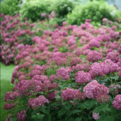 Invincibelle Mini Mauvette® Smooth Hydrangea -Great Garden Plants Sales Store hydrangea invincibelle mini mauvette 2
