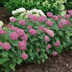 Invincibelle Mini Mauvette® Smooth Hydrangea -Great Garden Plants Sales Store hydrangea invincibelle mini mauvette 4