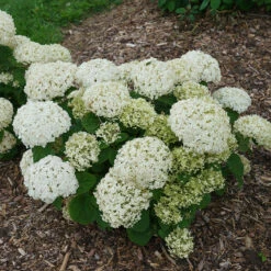 Invincibelle Wee White® Smooth Hydrangea -Great Garden Plants Sales Store hydrangea invincibelle wee white 2