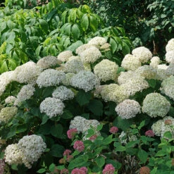 Invincibelle Wee White® Smooth Hydrangea -Great Garden Plants Sales Store hydrangea invincibelle wee white 3