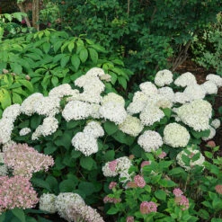Invincibelle Wee White® Smooth Hydrangea -Great Garden Plants Sales Store hydrangea invincibelle wee white 4