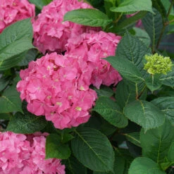 Let's Dance ¡Arriba!™ Bigleaf Hydrangea 7 Let's Dance ¡Arriba!™ Bigleaf Hydrangea -Great Garden Plants Sales Store hydrangea lets dance arriba 4