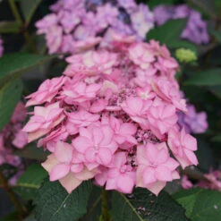 Let's Dance Can Do!® Bigleaf Hydrangea -Great Garden Plants Sales Store hydrangea lets dance can do 3