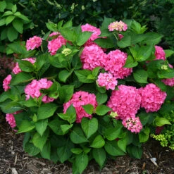 Let's Dance® Rave® Bigleaf Hydrangea -Great Garden Plants Sales Store hydrangea lets dance rave 3