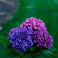 Let's Dance® Rave® Bigleaf Hydrangea -Great Garden Plants Sales Store hydrangea lets dance rave 4