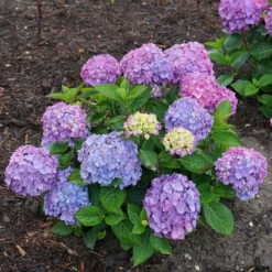 Let's Dance® Rave® Bigleaf Hydrangea -Great Garden Plants Sales Store hydrangea lets dance rave 6