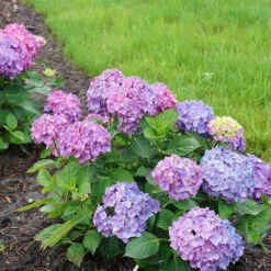 Let's Dance® Rave® Bigleaf Hydrangea -Great Garden Plants Sales Store hydrangea lets dance rave 7