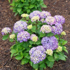 Let's Dance® Rave® Bigleaf Hydrangea -Great Garden Plants Sales Store hydrangea lets dance rave 8