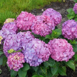 Let's Dance® Rave® Bigleaf Hydrangea -Great Garden Plants Sales Store hydrangea lets dance rave 9