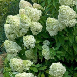 Hydrangeas For Cut Flowers Collection -Great Garden Plants Sales Store hydrangea limelight 2 ae398252 d135 4393 8f62 2c9311897d12