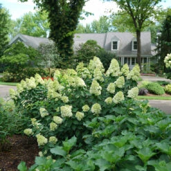 Limelight Prime® Panicle Hydrangea -Great Garden Plants Sales Store hydrangea limelight prime 1