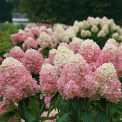 Limelight Prime® Panicle Hydrangea -Great Garden Plants Sales Store hydrangea limelight prime 3
