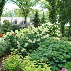 Limelight Prime® Panicle Hydrangea -Great Garden Plants Sales Store hydrangea limelight prime 6