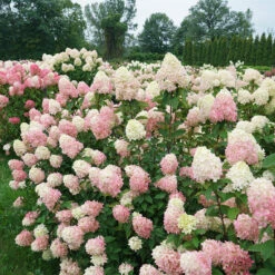 Limelight Prime® Panicle Hydrangea -Great Garden Plants Sales Store hydrangea limelight prime 7