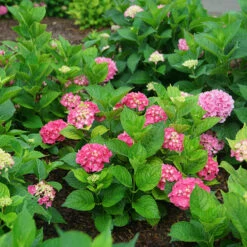 Let's Dance Big Band® Bigleaf Hydrangea -Great Garden Plants Sales Store hydrangea macrophylla lets dance big band 3