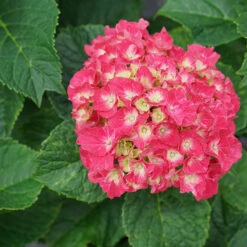 Wee Bit Grumpy® Bigleaf Hydrangea -Great Garden Plants Sales Store hydrangea macrophylla wee bit grumpy 2