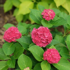 Wee Bit Grumpy® Bigleaf Hydrangea -Great Garden Plants Sales Store hydrangea macrophylla wee bit grumpy