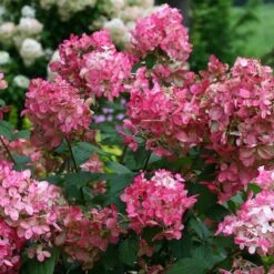 Fire Light® Panicle Hydrangea